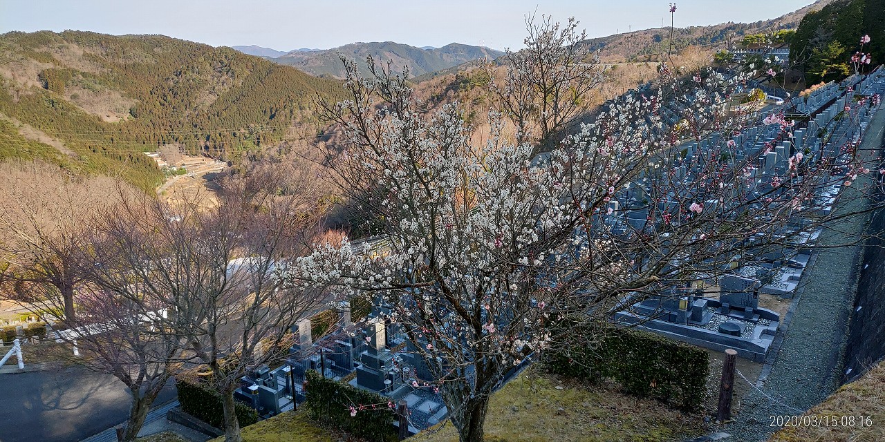 梅の花・開花情報　7区7番3列①