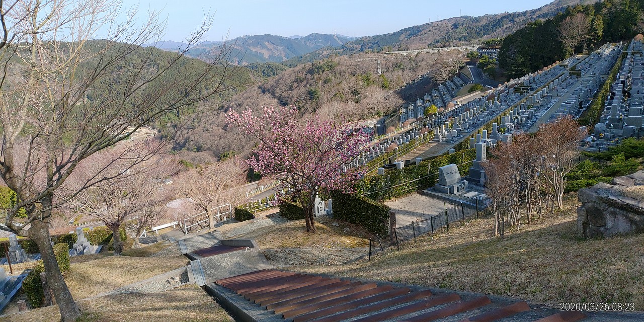 梅の花開花情報　7区7番墓所