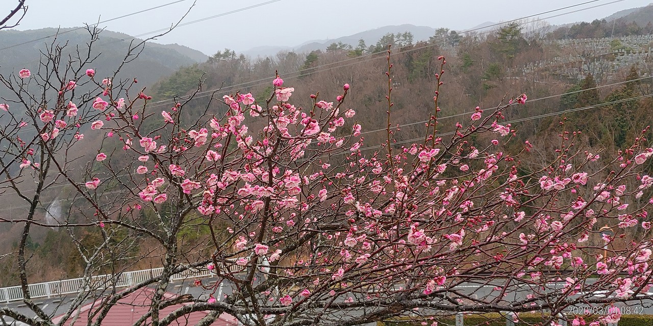 梅・開花情報「8区3番」