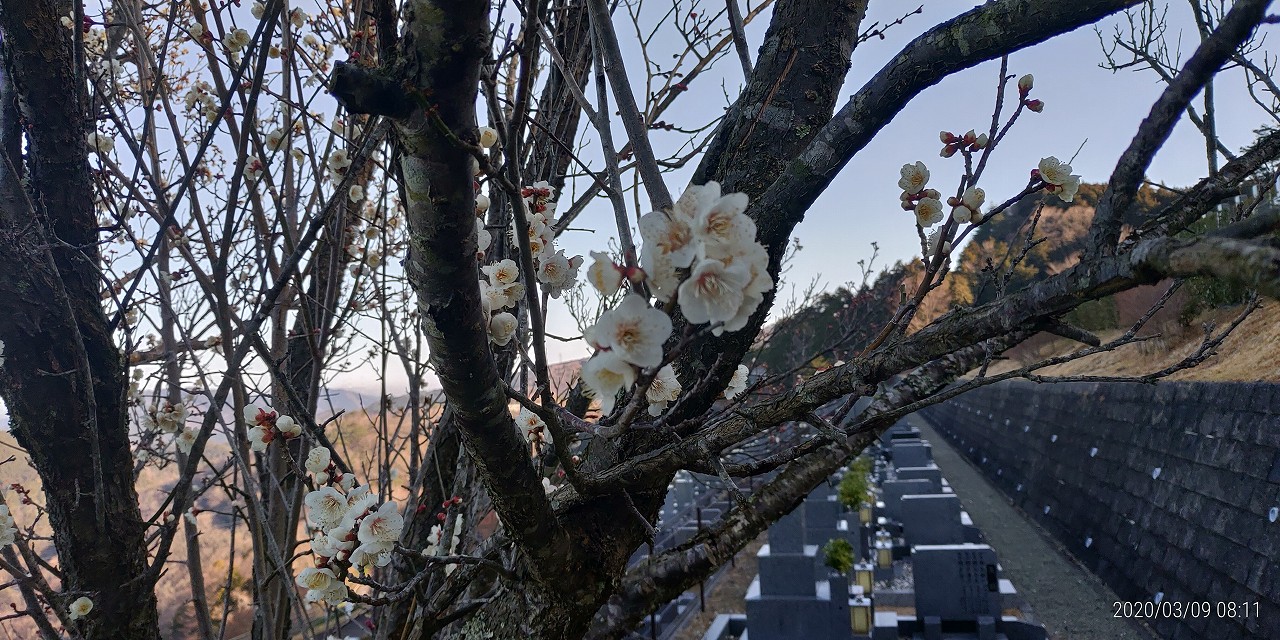 梅・開花情報　7区7番墓所下段②