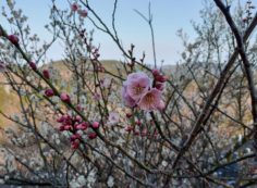 梅の花・開花情報　7区7番3列②