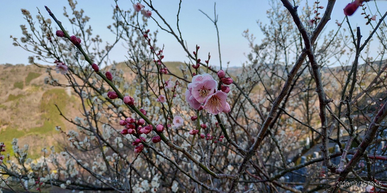 梅の花・開花情報　7区7番3列②