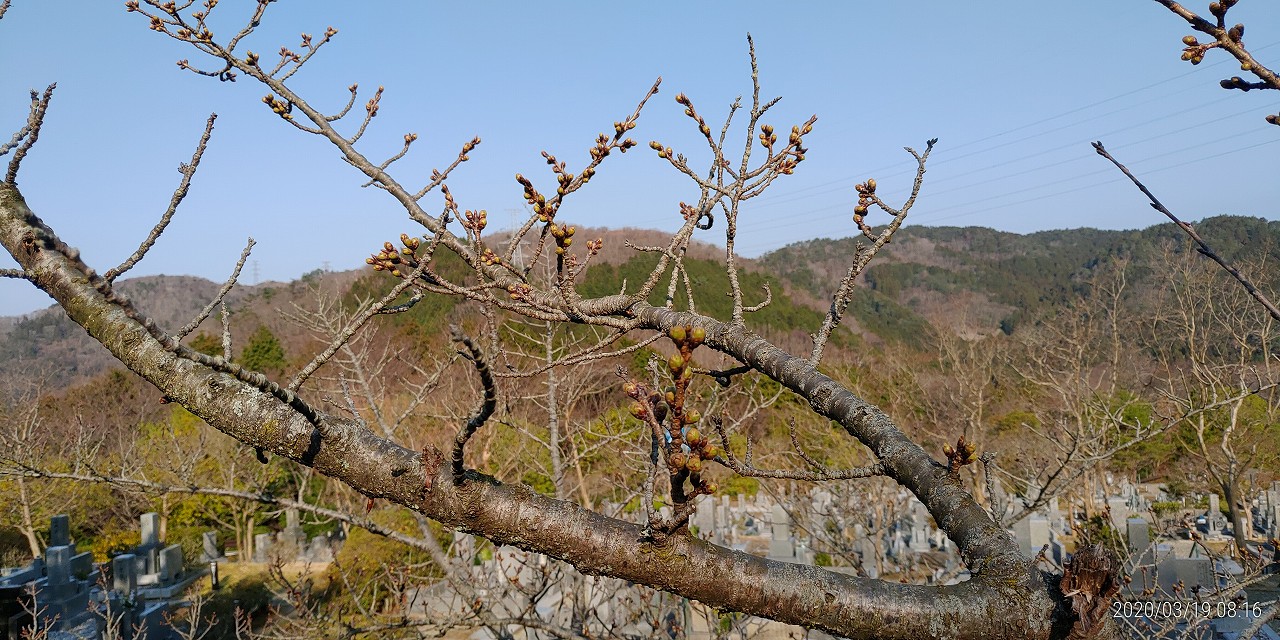 桜　開花情報　5区1番墓所