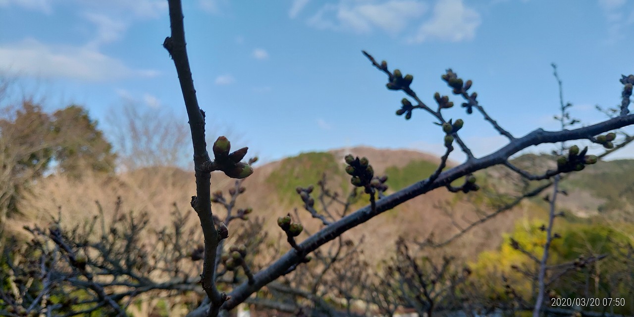 桜・開花情報・5区1番墓所（蕾）　