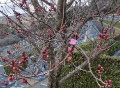 令和2年03月11日　赤口　水曜日