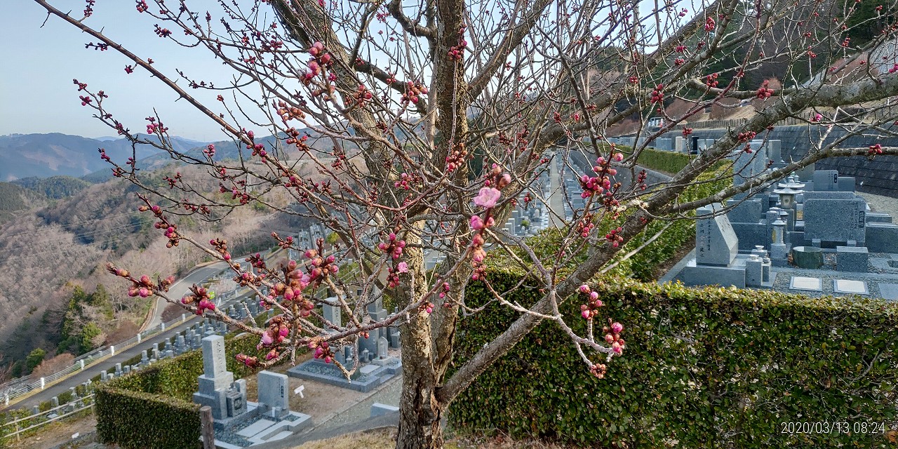 梅の花・開花情報（7区7番6列墓所）①