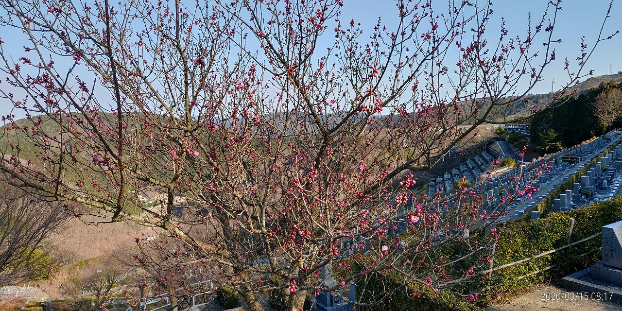 梅の花・開花情報　7区7番7列①