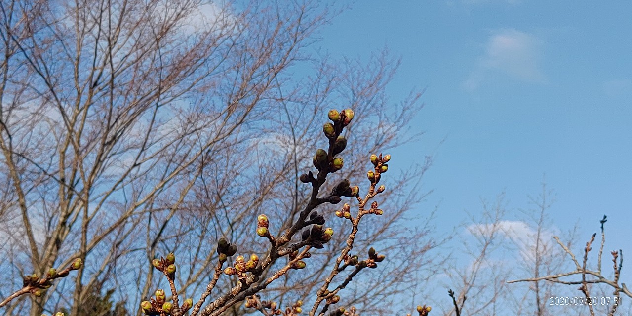 桜・開花情報・5区1番墓所（蕾）