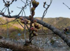 桜・開花情報「5区1番墓所」