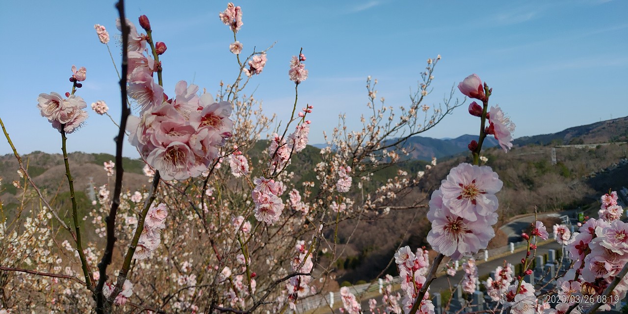 梅の花開花情報　7区7番3列墓所