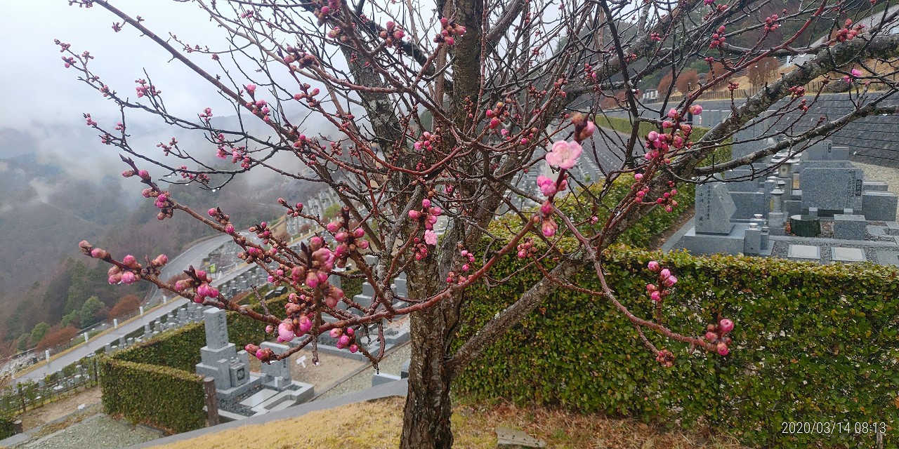 梅・開花情報・7区7番墓所③