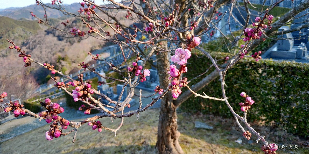 梅の花・開花情報　7区7番7列②