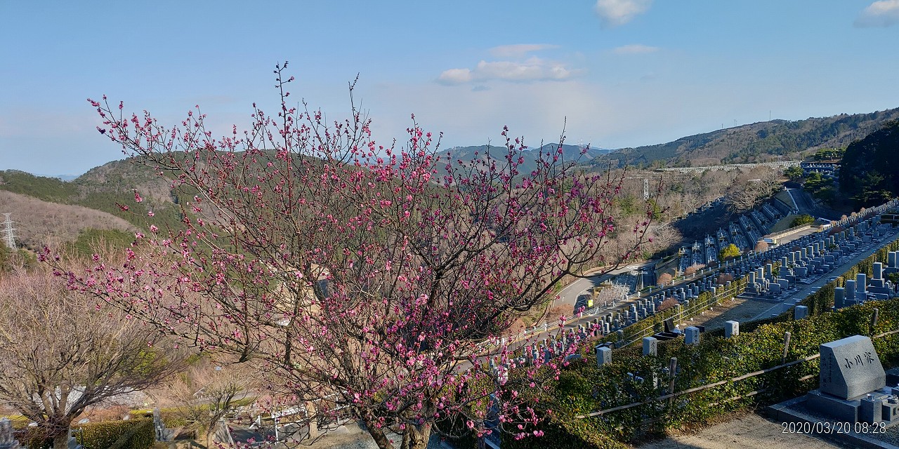 梅・開花情報・満開「7区7番墓所」