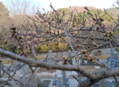 桜・開花情報「5区1番墓所」