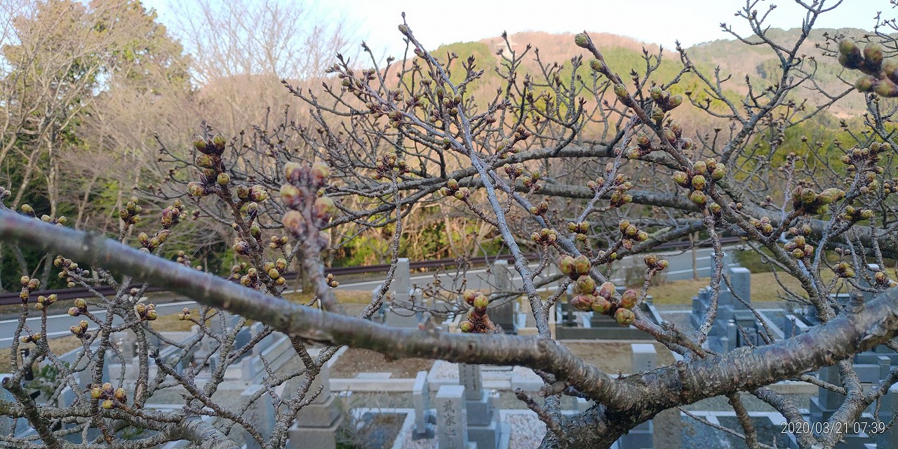 桜・開花情報「5区1番墓所」