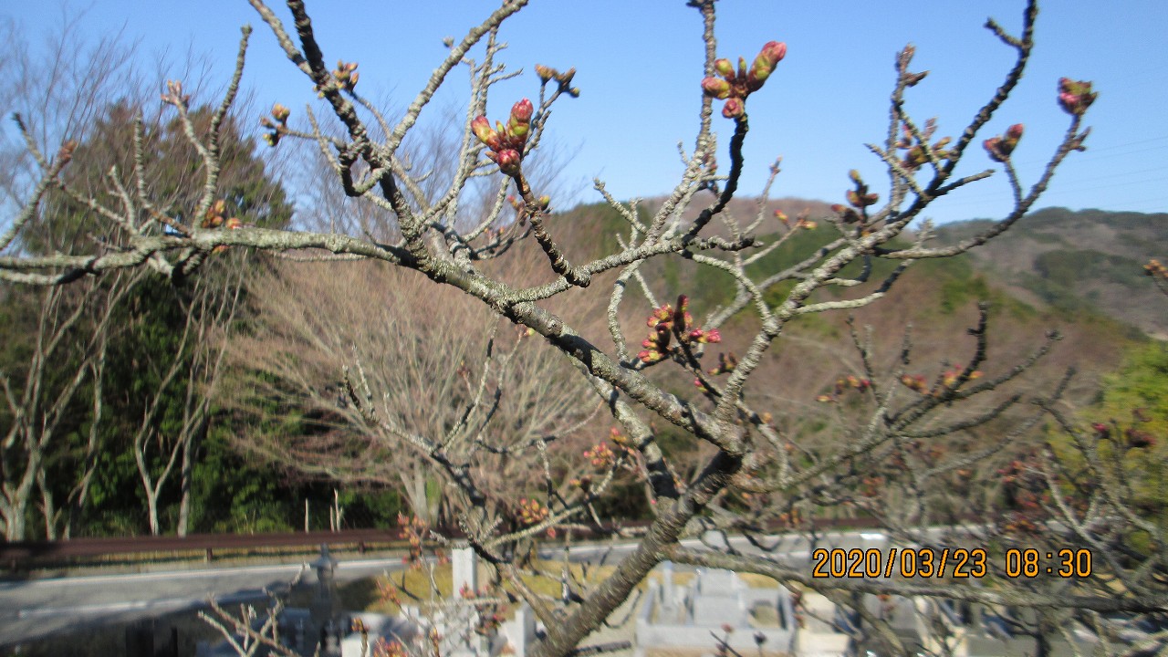 桜・開花情報（蕾）5区1番墓所