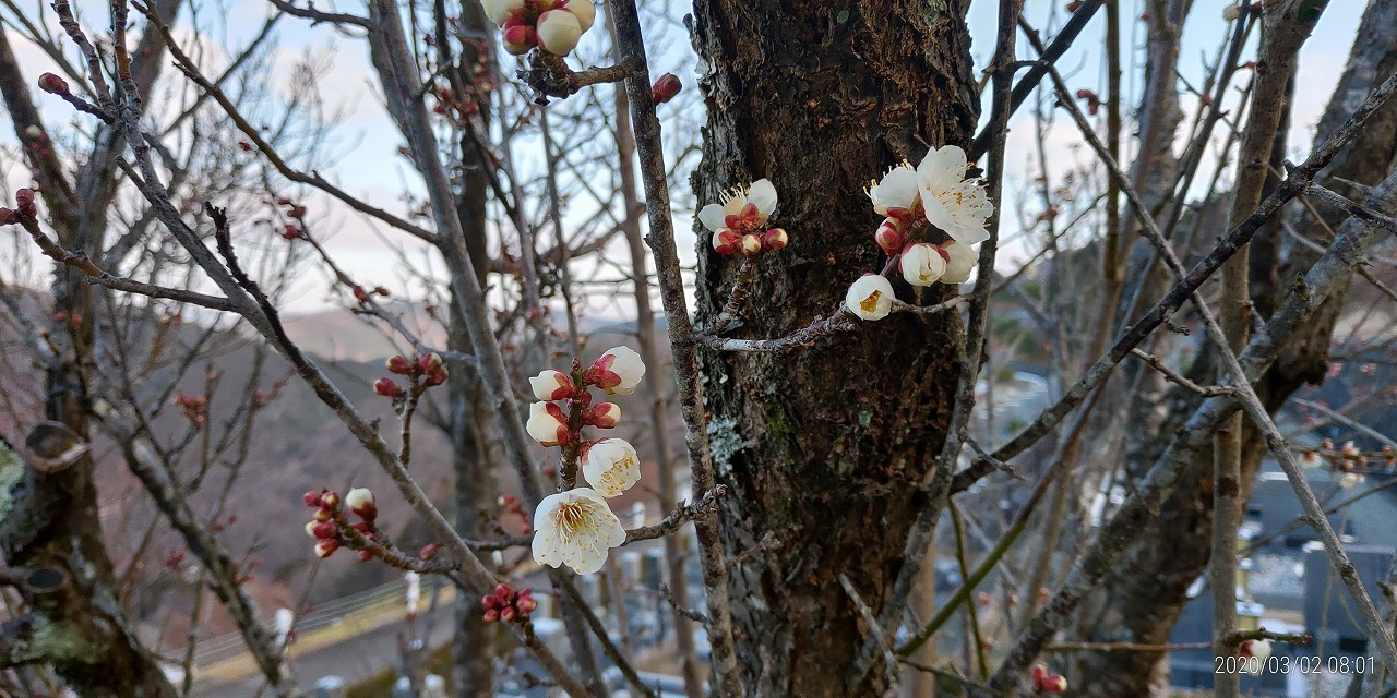 梅・開花情報「7区7番墓域」②