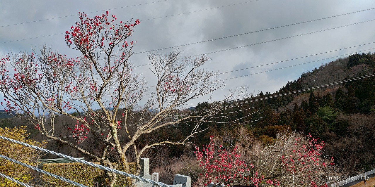 8区3番枝道から梅ノ木①