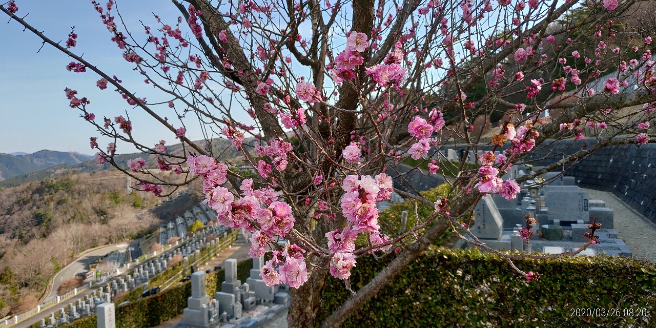 梅の花開花情報　7区7番7列墓所