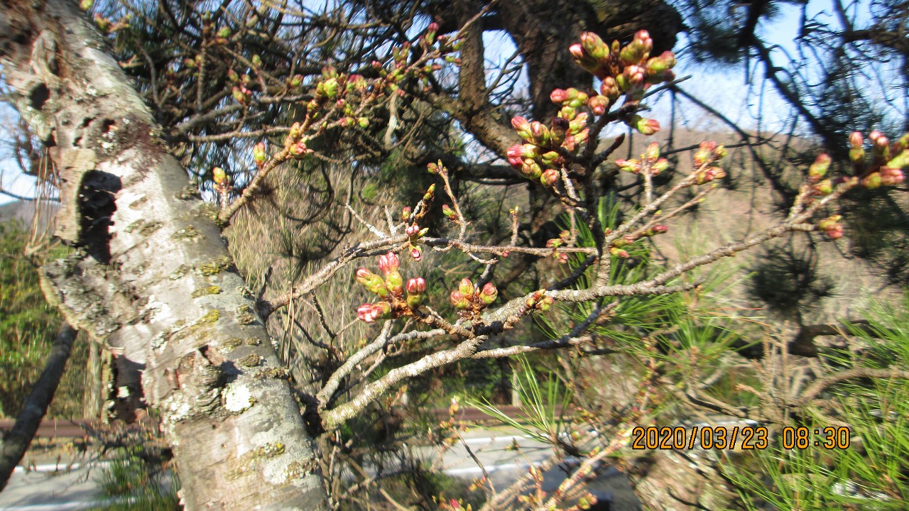 桜・開花情報（蕾）5区1番墓所