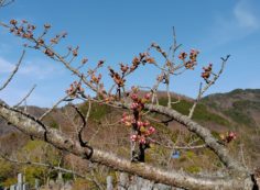 桜・開花情報　5区1番域（蕾）