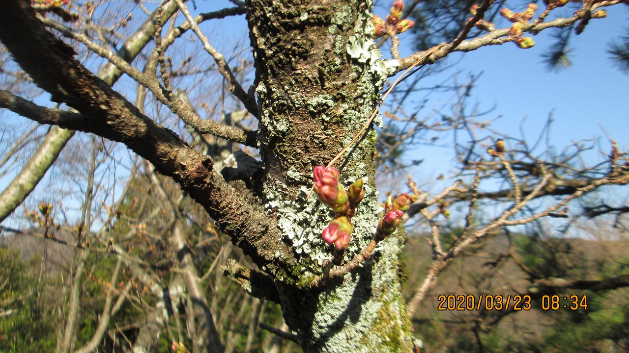 桜・開花情報（蕾）5区1番墓所