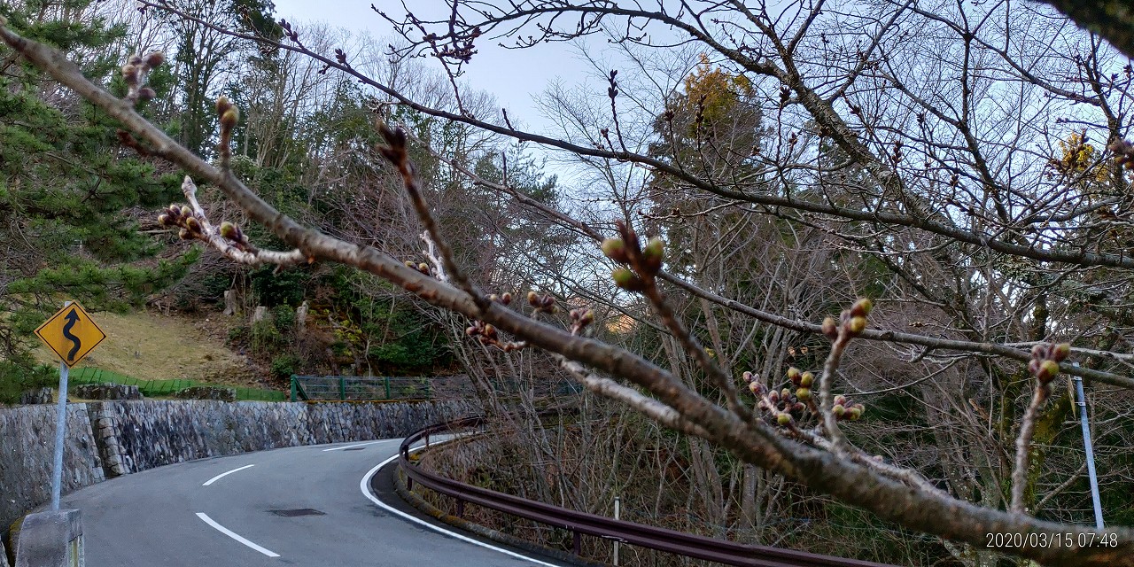 桜・開花情報・蕾「5区1/2番枝道」　③