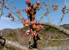 桜・開花情報　5区1番域（蕾）