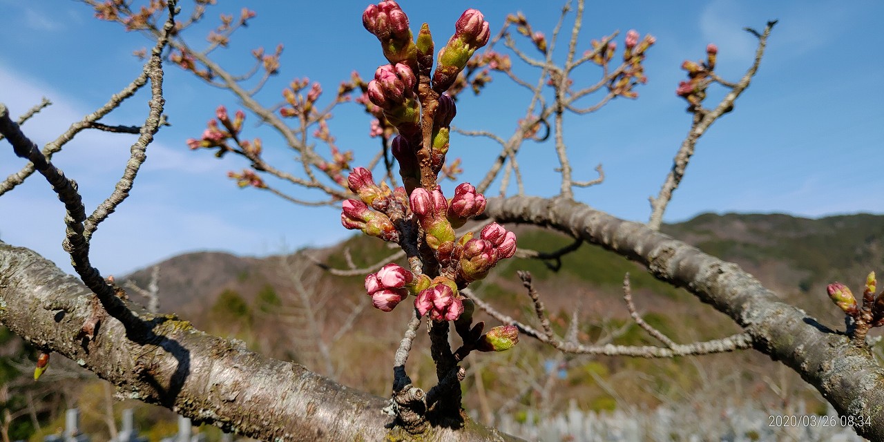 桜・開花情報　5区1番域（蕾）