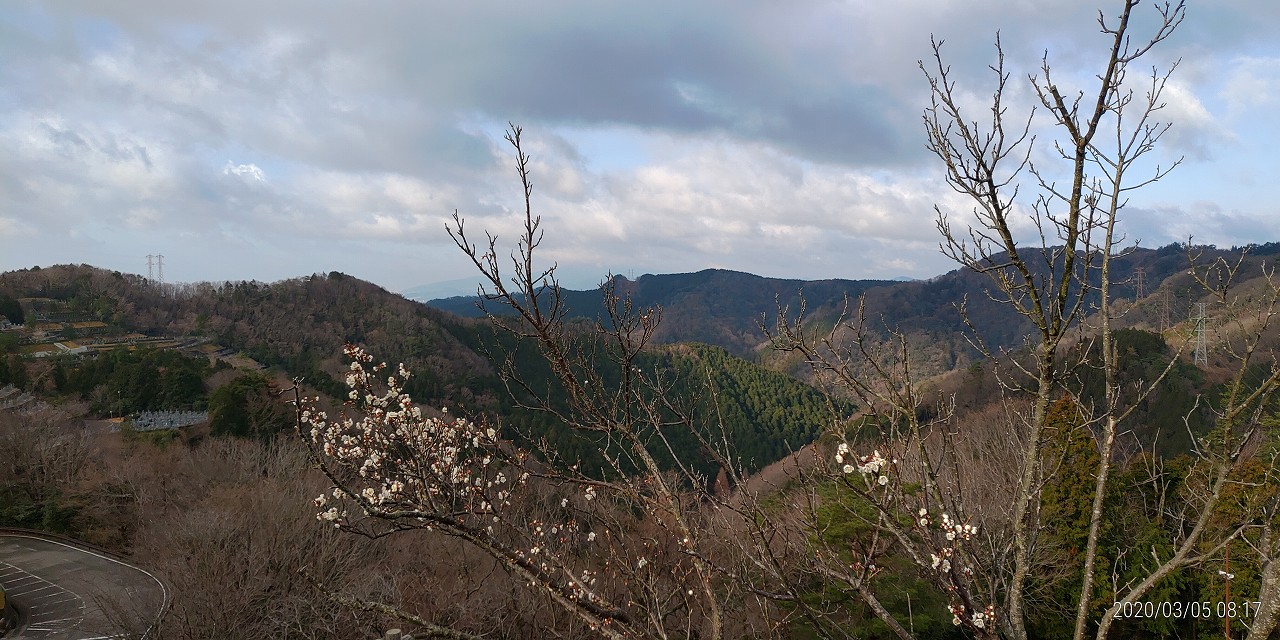 8区3番枝道から梅ノ木④