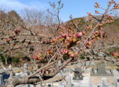 桜・開花情報　5区1番域（蕾）