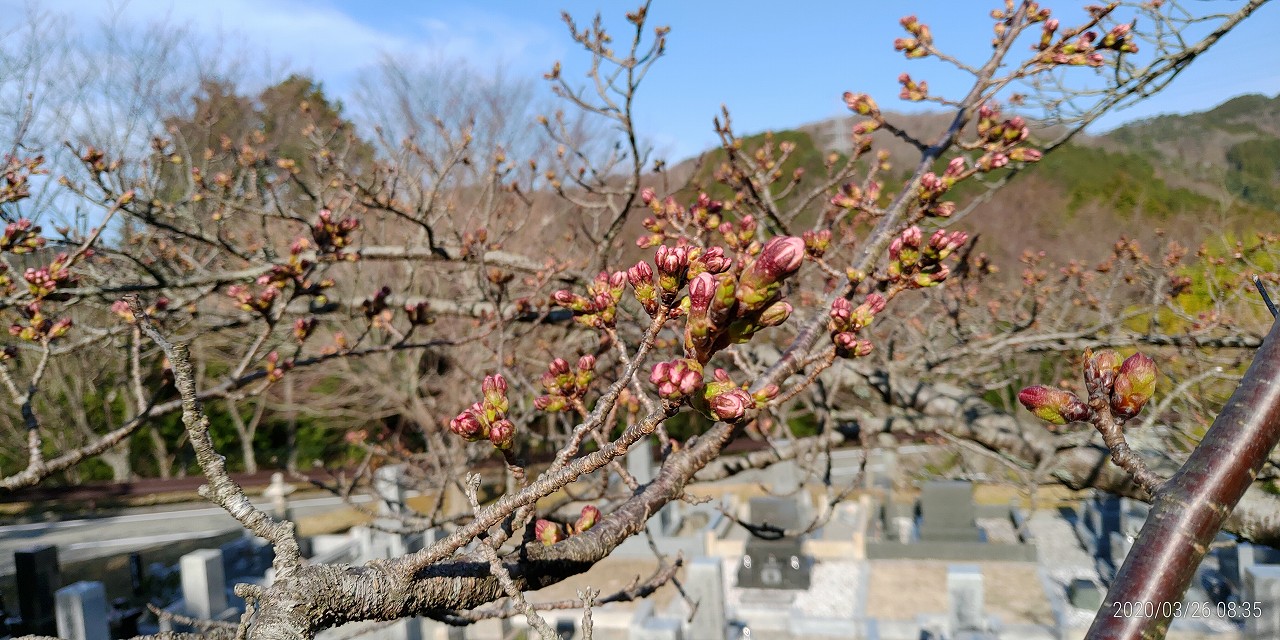 桜・開花情報　5区1番域（蕾）