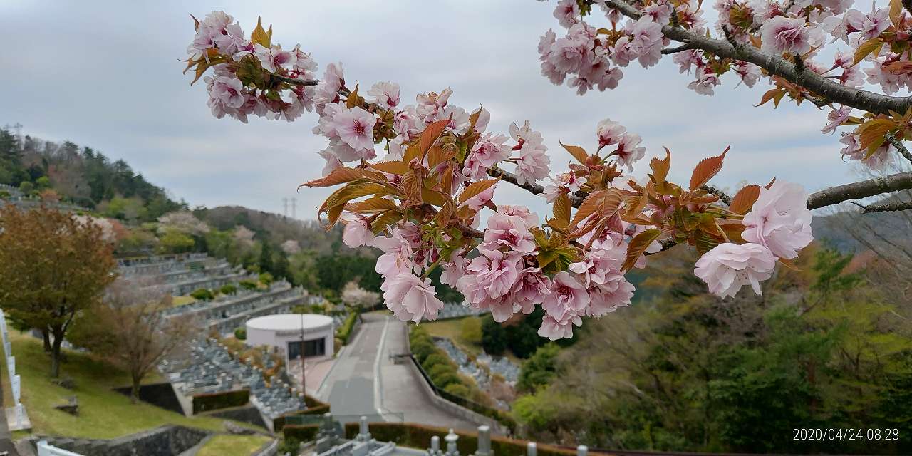 8区２番墓域から7区バス停休憩所