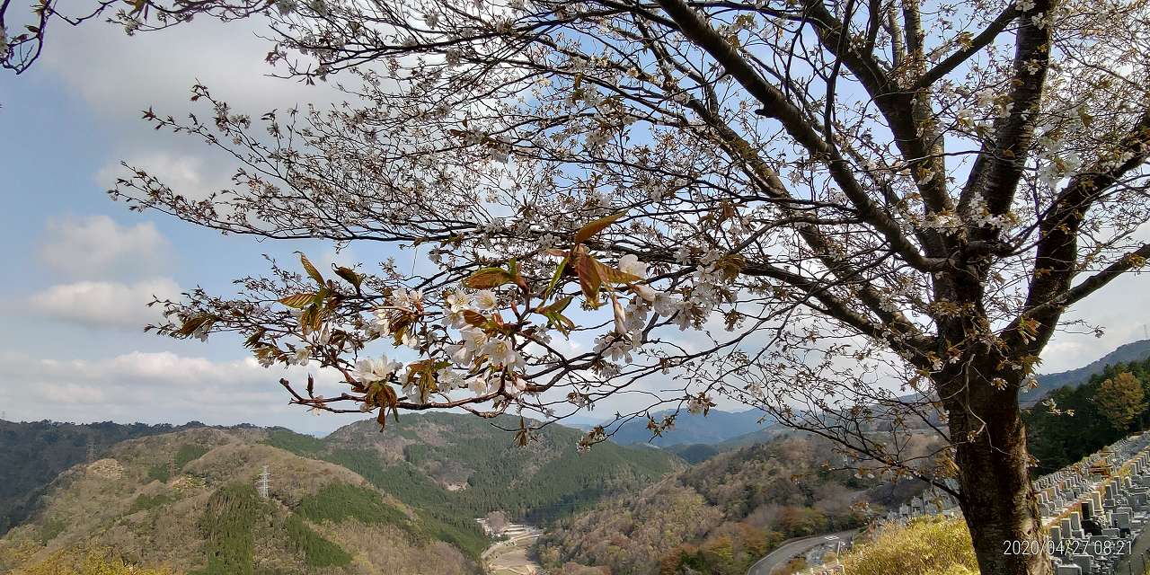 7区7番上段駐車場（山桜）