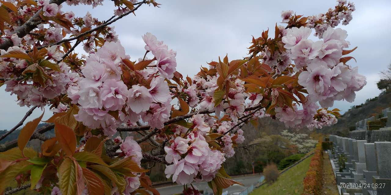 8区２番墓域・八重桜風景
