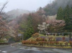 バス通り・5区バス停桜風景