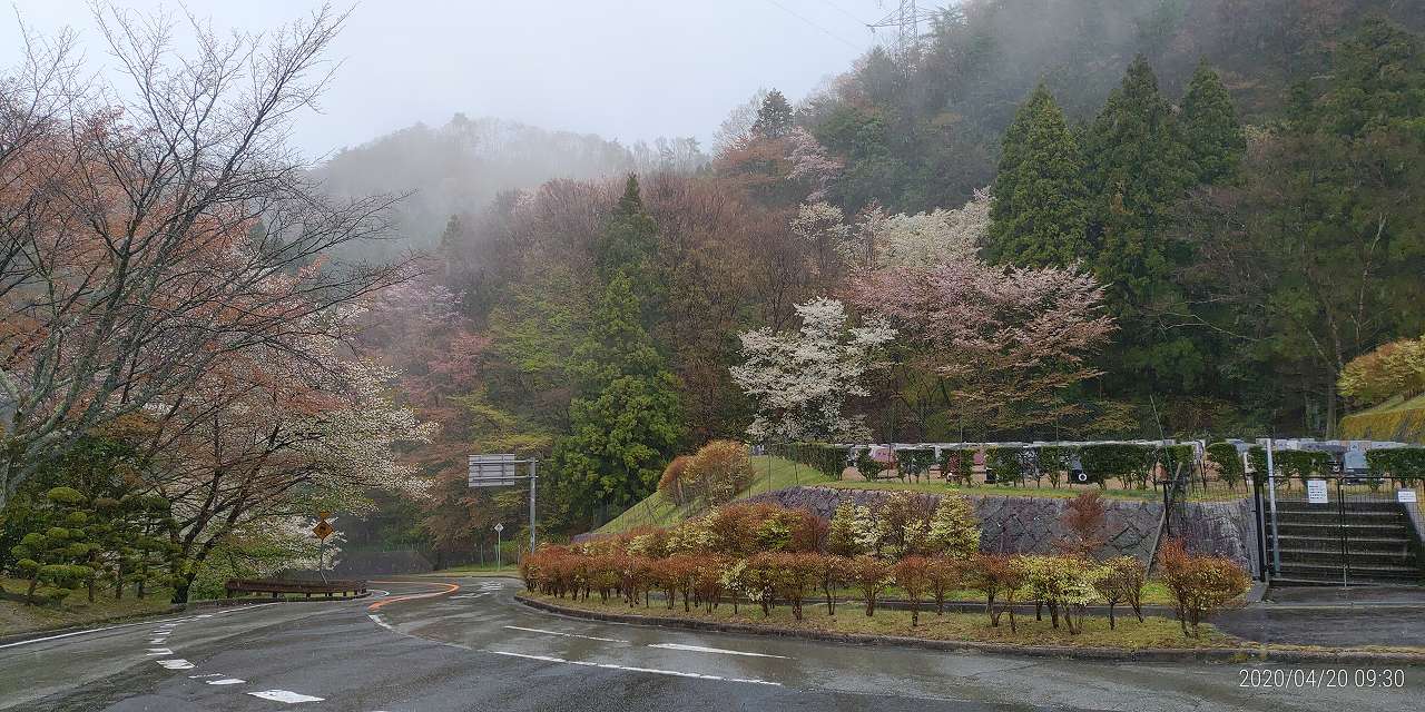 バス通り・5区バス停桜風景