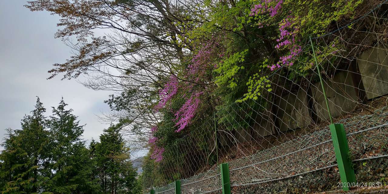 6区3番墓所枝道・つつじ風景