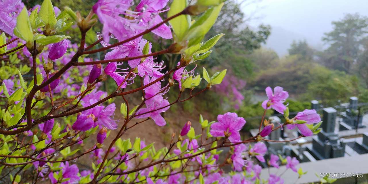 7区3番墓所（つつじ）風景②