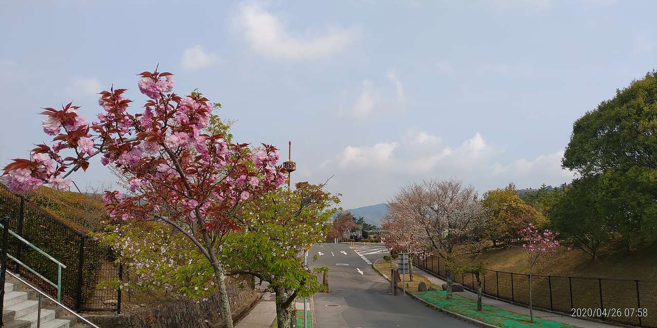 「さくら」情報（八重桜）①