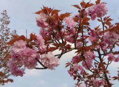 「さくら」情報（八重桜）②