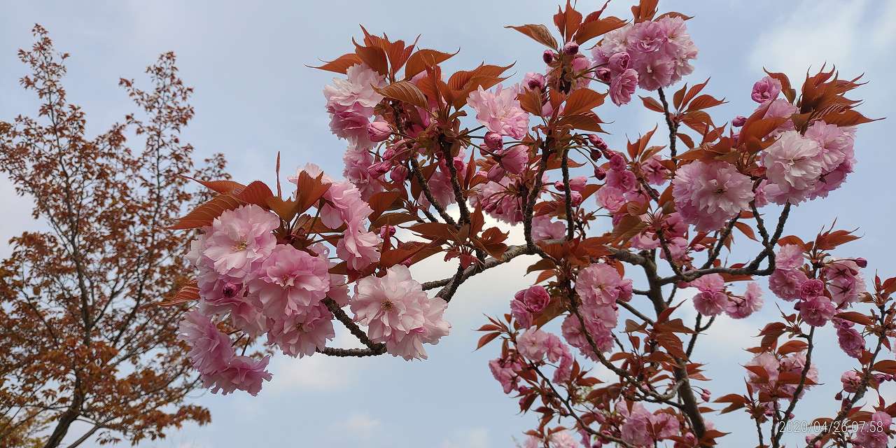 「さくら」情報（八重桜）②