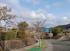 バス通り・2区2番横から園内風景