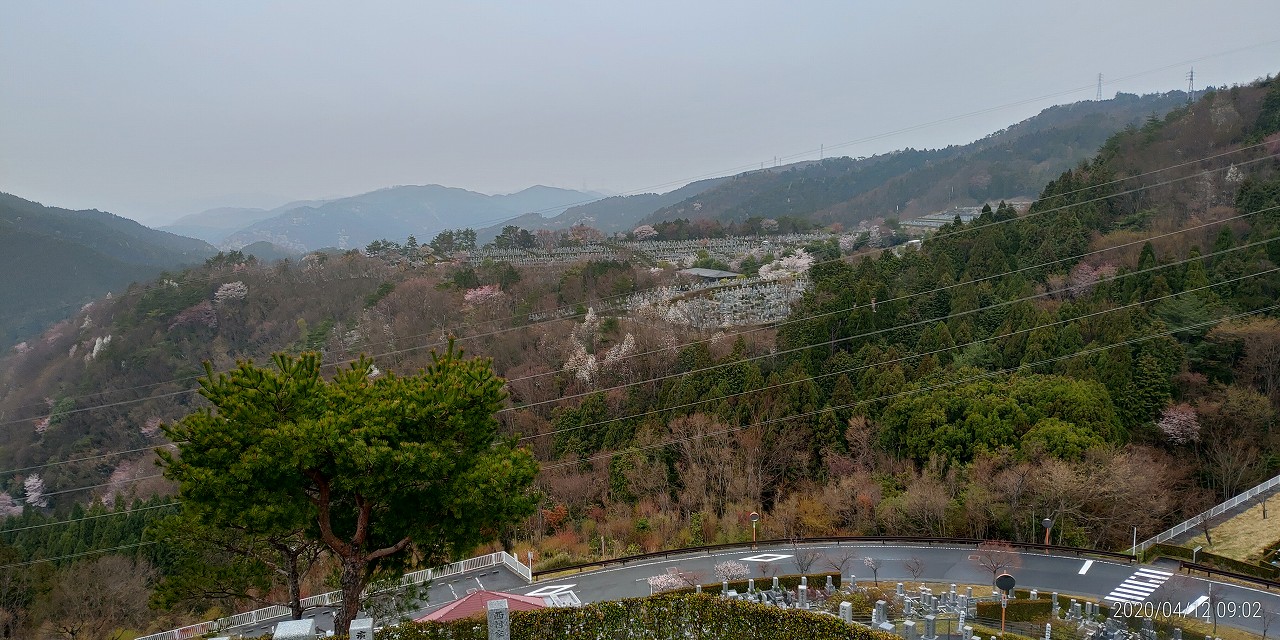 桜開花情報「8区4番枝道駐車場風景」