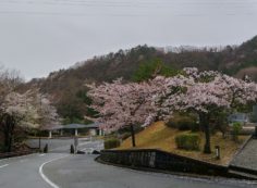 桜情報「5区1番墓所風景」