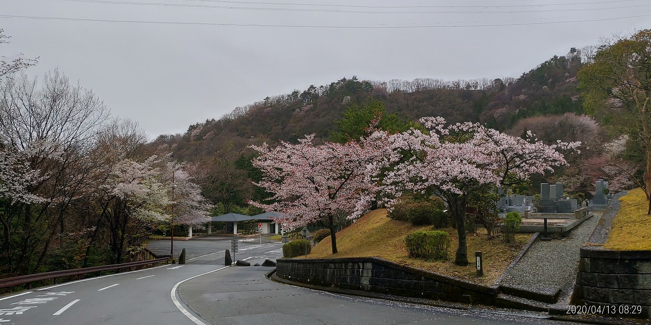 桜情報「5区1番墓所風景」