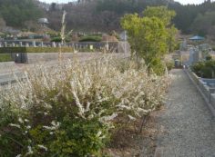 霊園「花情報」1区墓所「雪柳」②