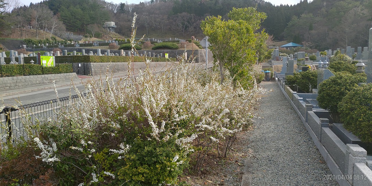 霊園「花情報」1区墓所「雪柳」②