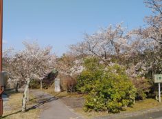 園内（花情報）11区8番墓所入口・桜