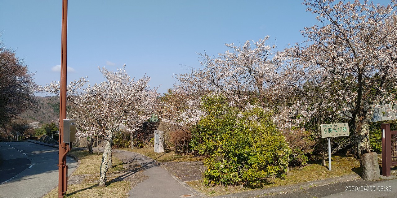 園内（花情報）11区8番墓所入口・桜